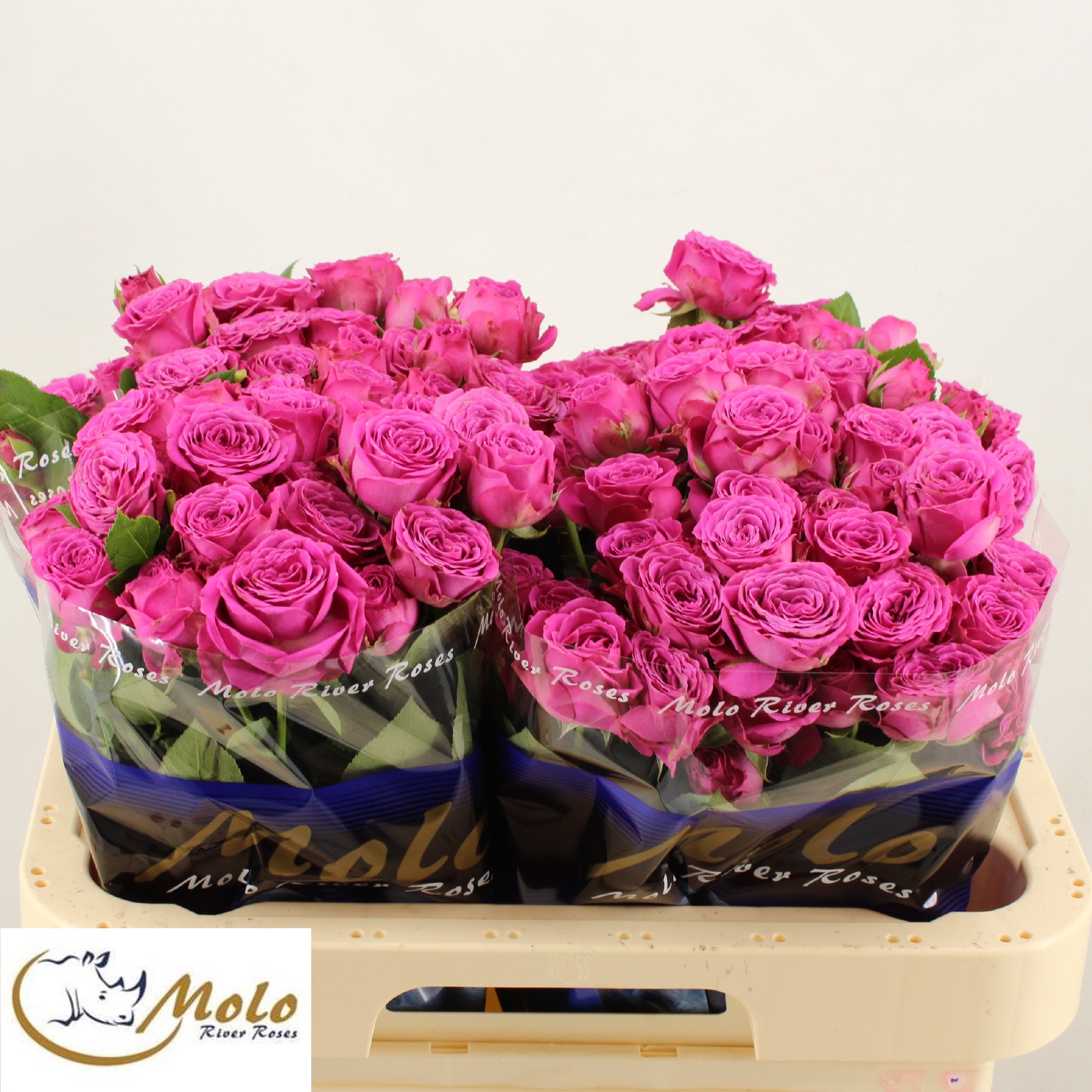 Rosa Spr Classic Sensation 60cm