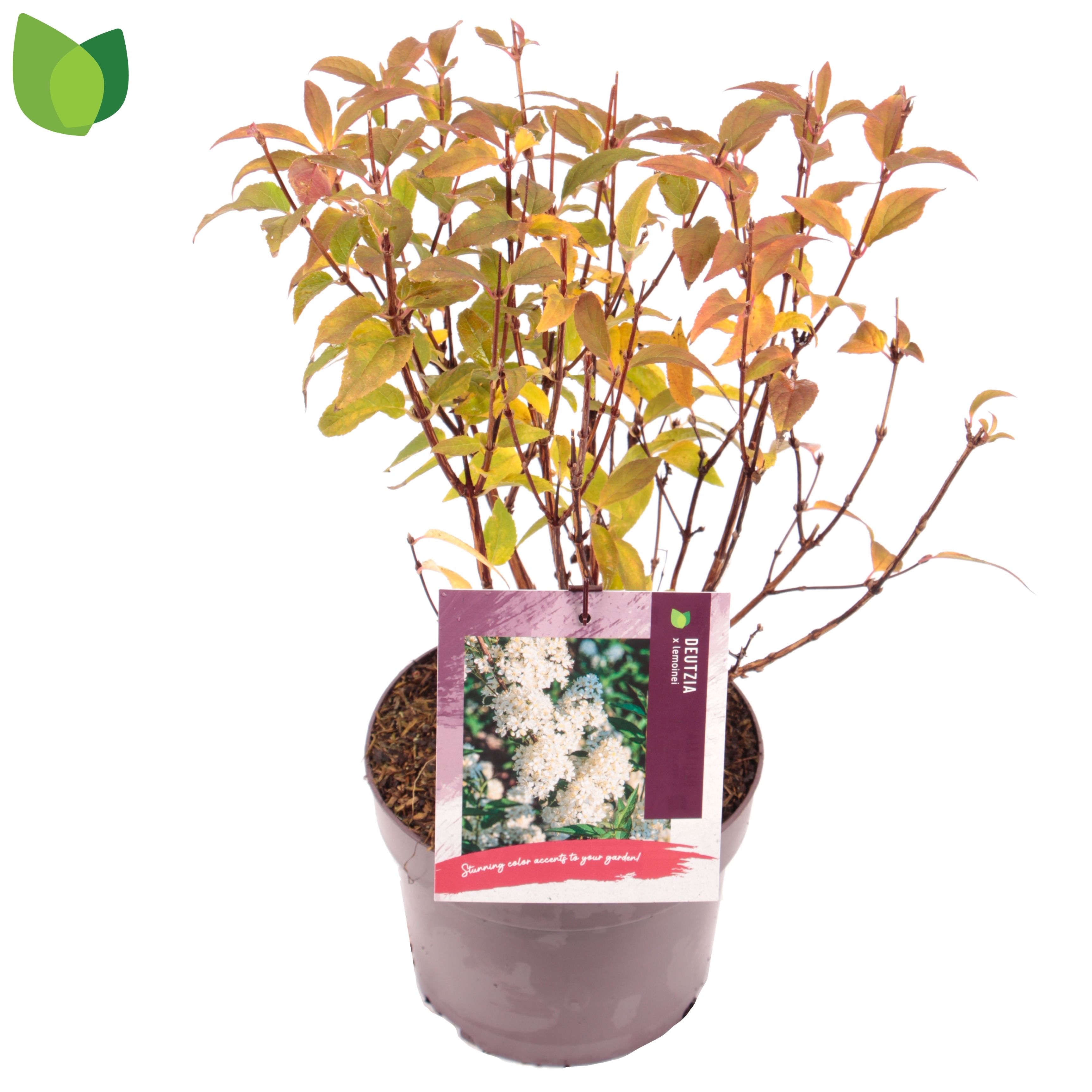 Deutzia lemoinei