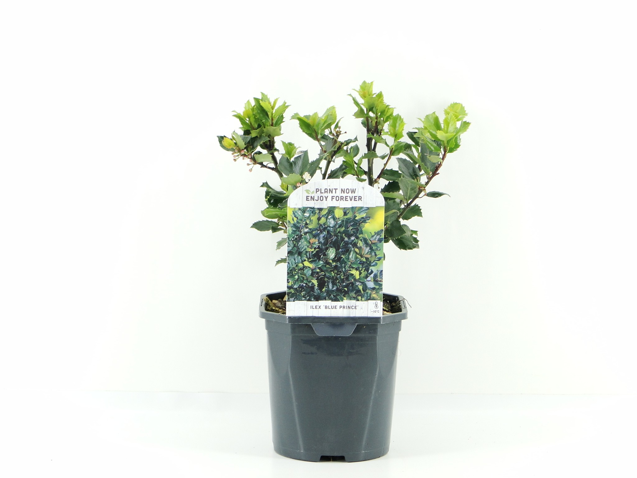 Picture of Ilex mes. Blue Prince