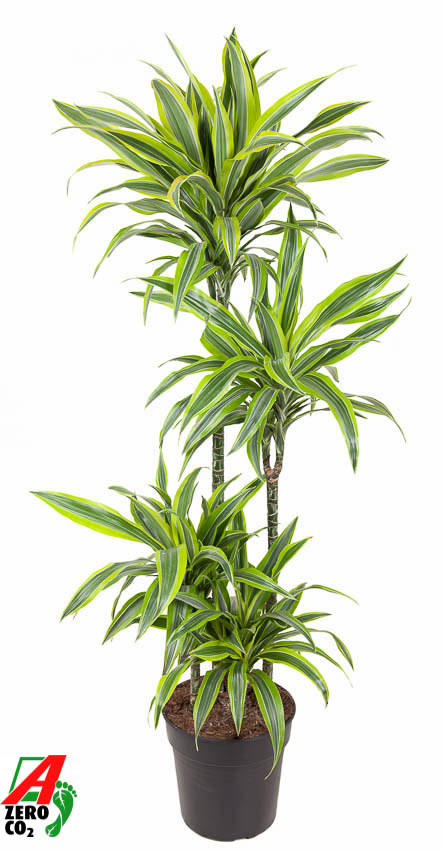 Picture of Dracaena Lemon Lime 90-60-30-15 P27 140CM (LOOSE)