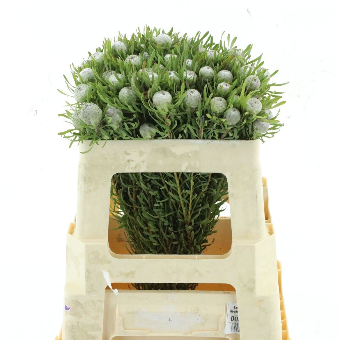Leucad Ga Silv Pearl 50cm