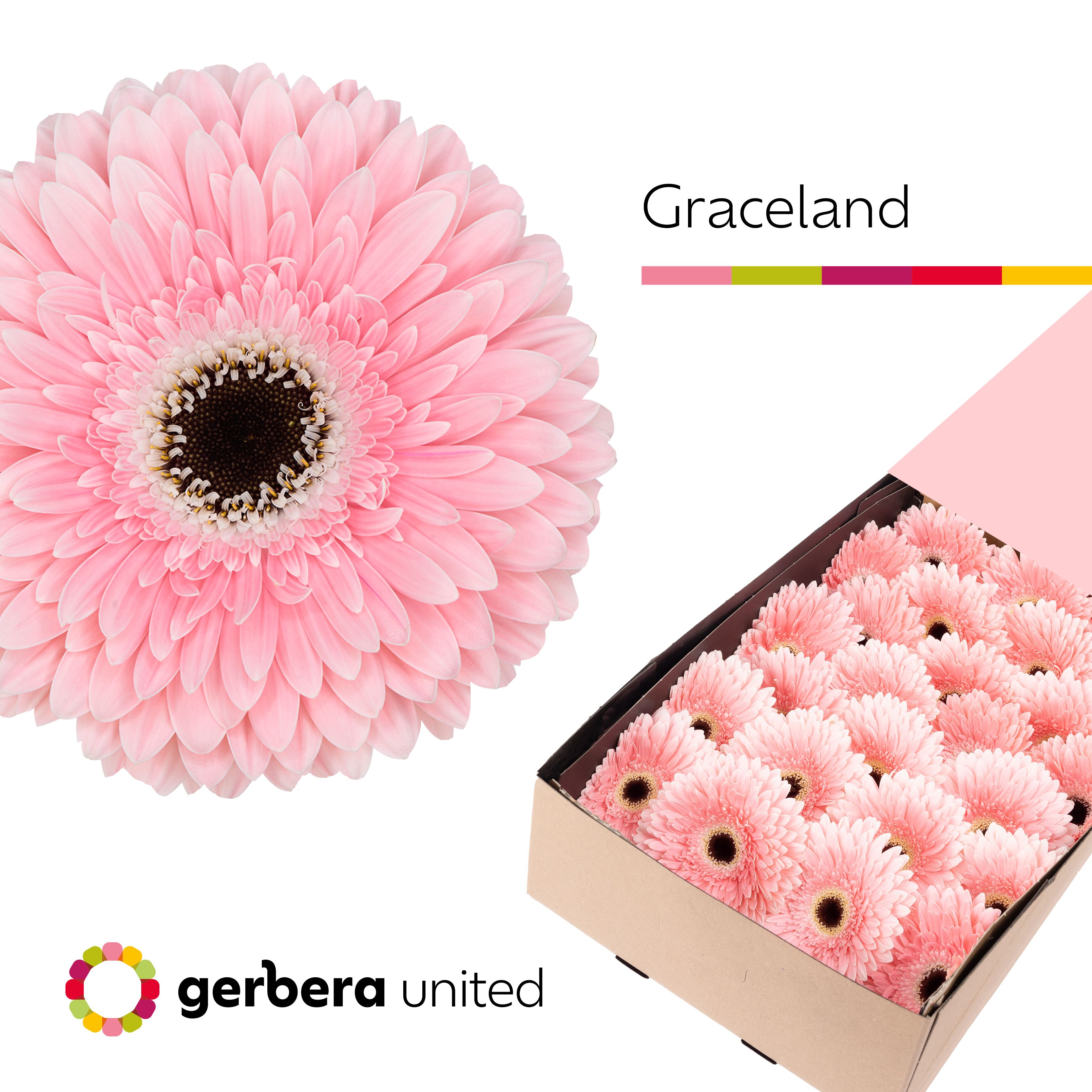 Ge Gr Graceland