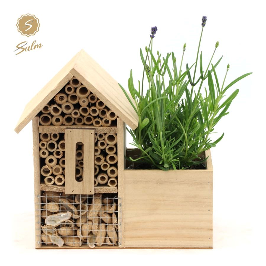 Picture of Lavandula ang. 'Felice'® Collection P10,5 in Insect Hotel