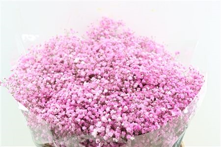 Gypsophila Painted 80cm 40gram