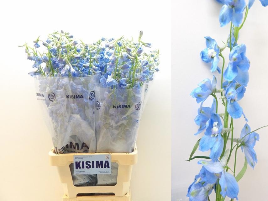 Delphinium Sky Waltz 80cm