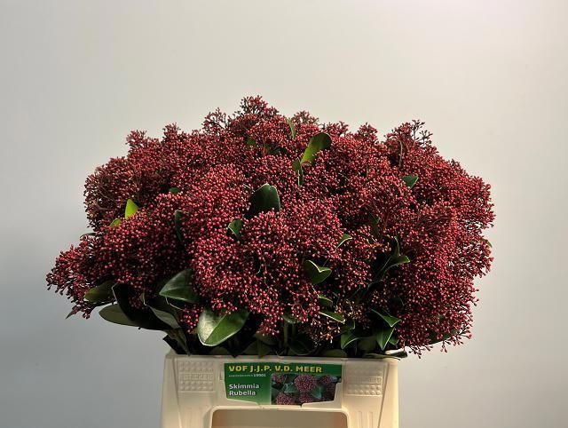 Skimmia Japonica Rubella 45cm