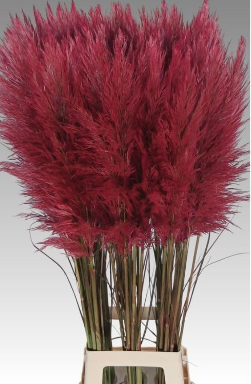 Cortaderia Selloana Dried 110cm