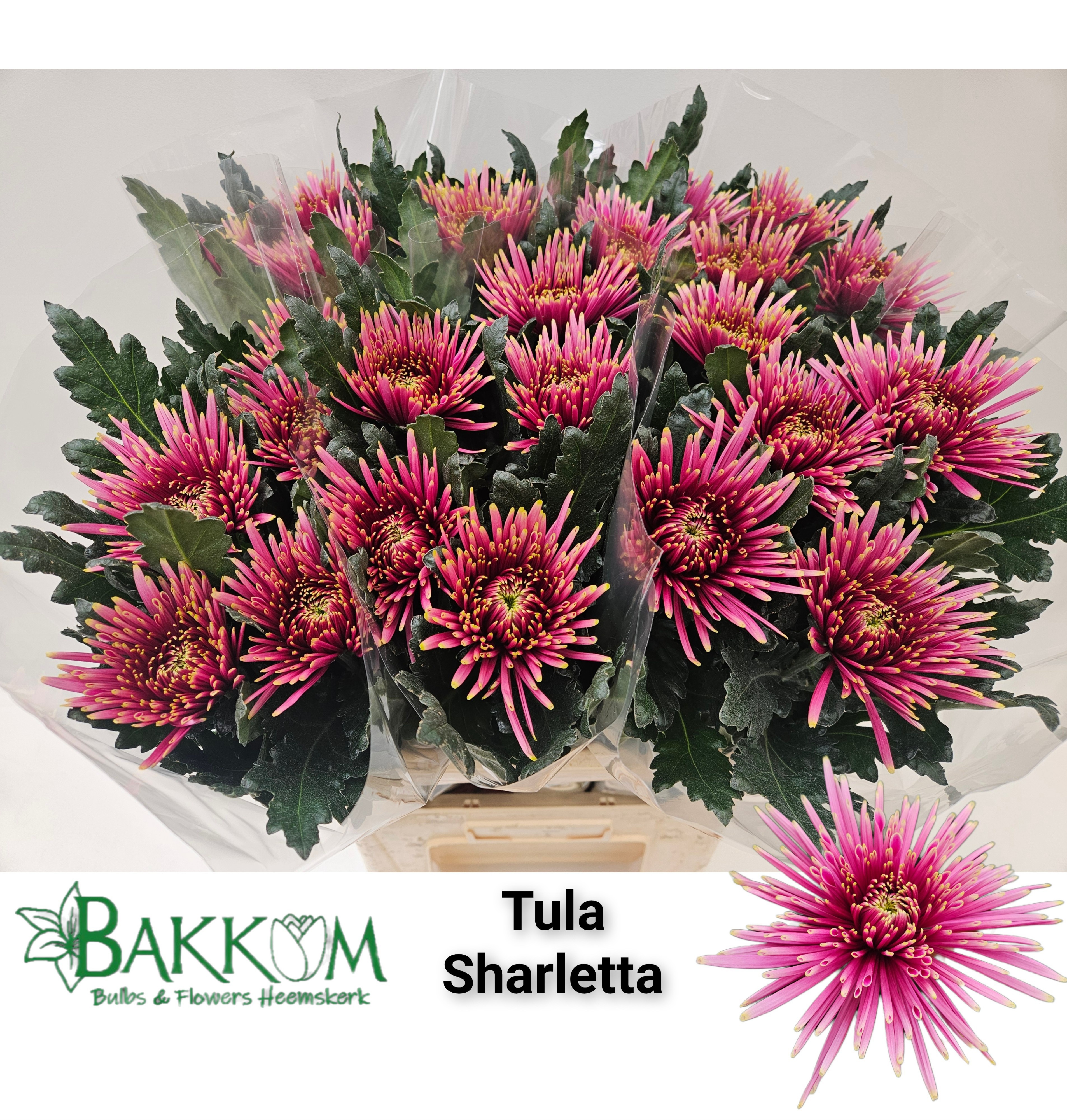 Chr G Tula Sharletta 80cm 105gram