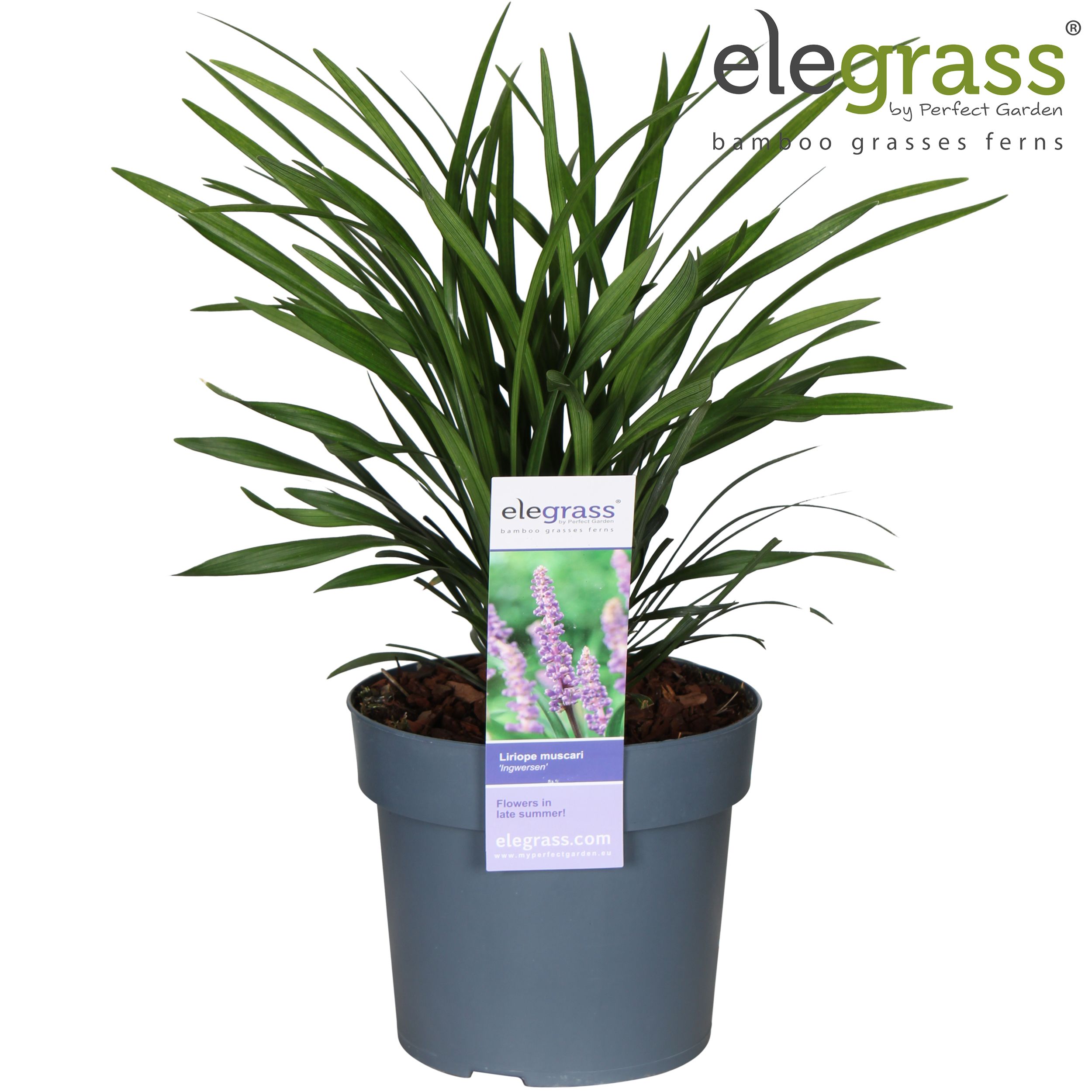 Liriope muscari 'Ingwersen'