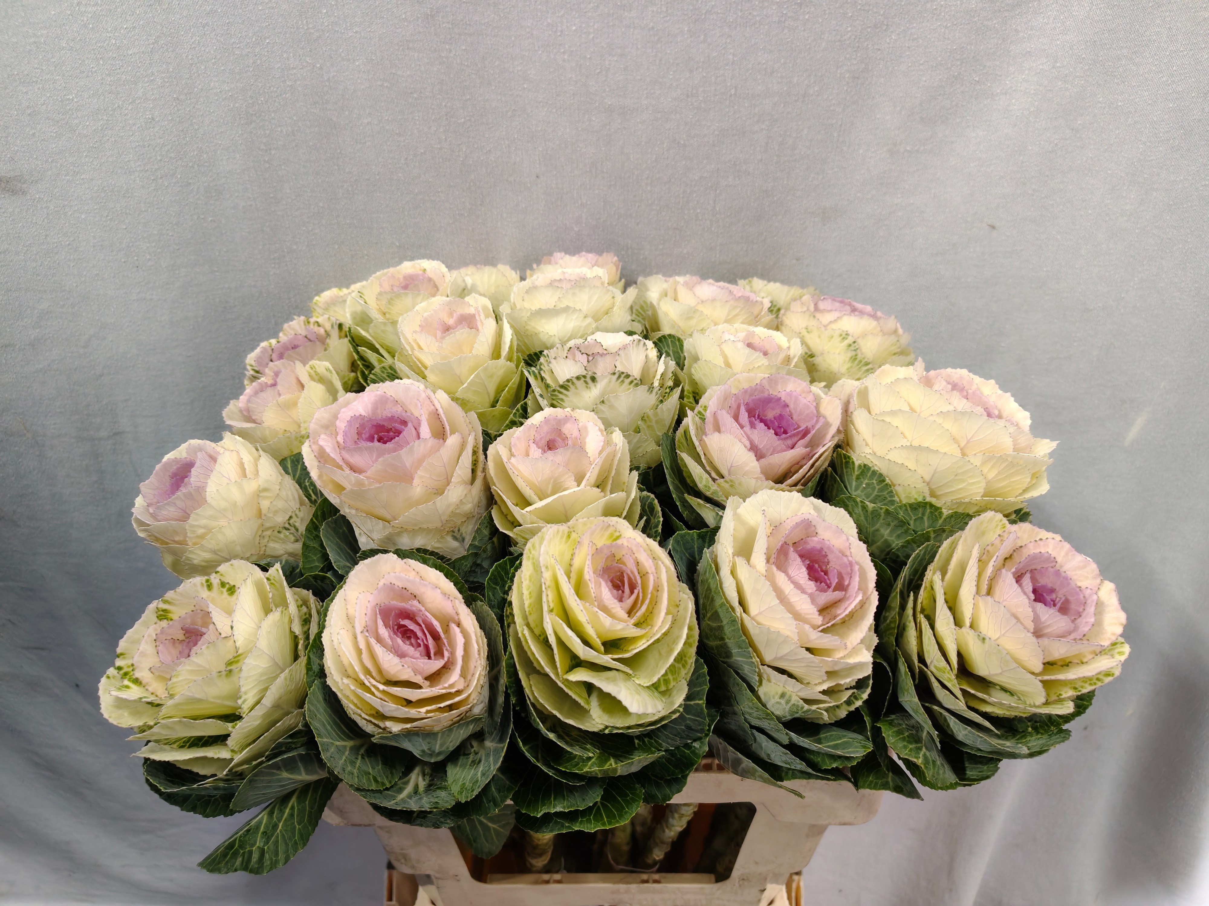 Brassica Condor White 60cm