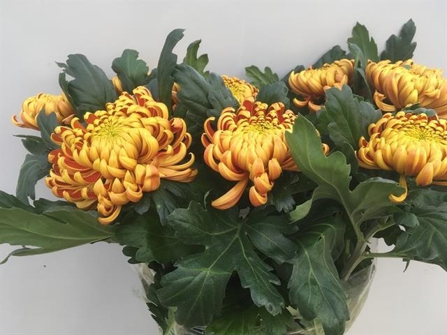 Chrys Single Fuego 70cm 105gram