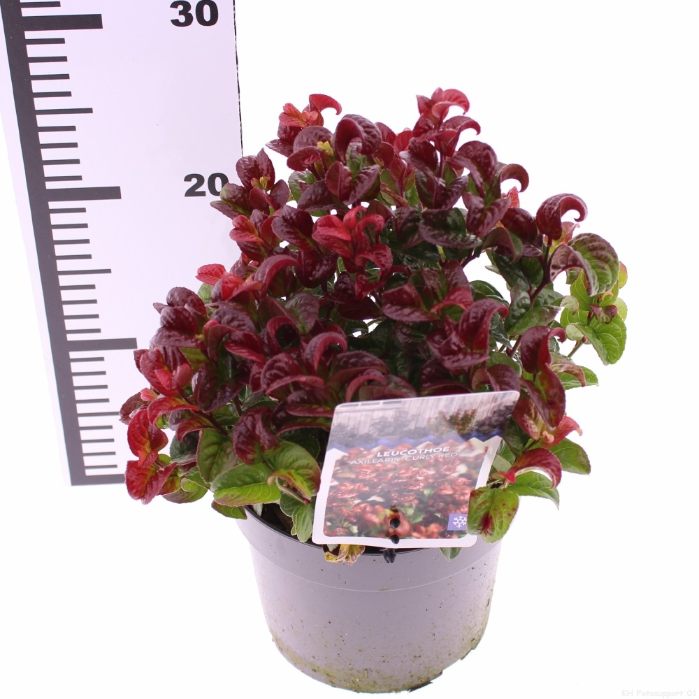 Picture of Leucothoe axillaris Curly Red P17 (2 Ltr)