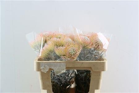 Leucospermum Naomi Painted 50cm