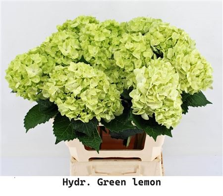Hydrangea 60cm 18Ø