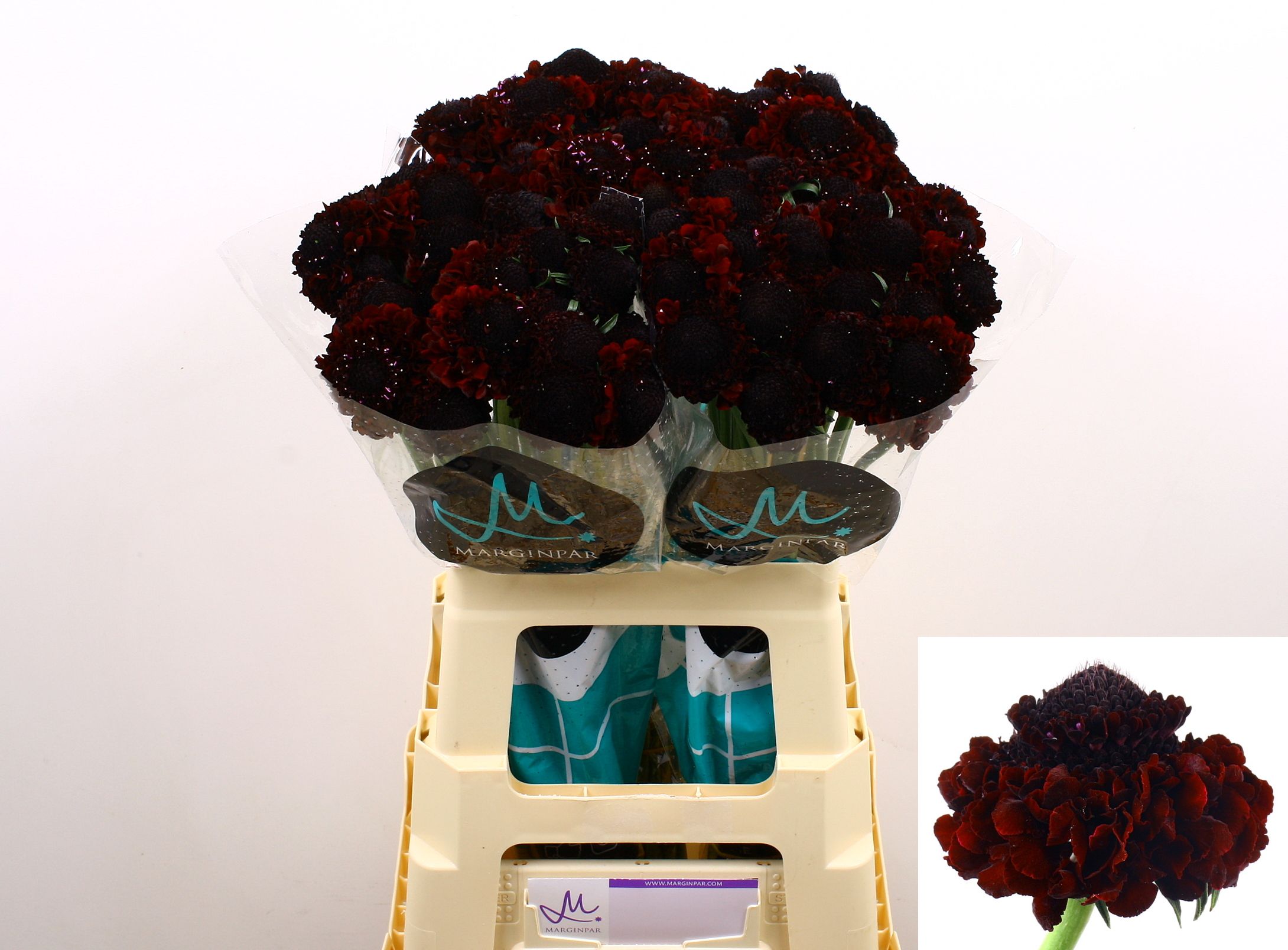 Scabiosa At Bb Ma Ch Sco 60cm