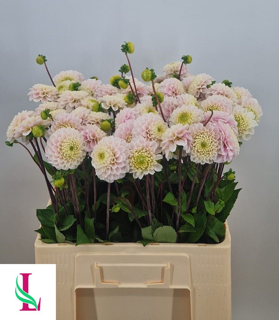 Dahlia Light Wizard 50cm