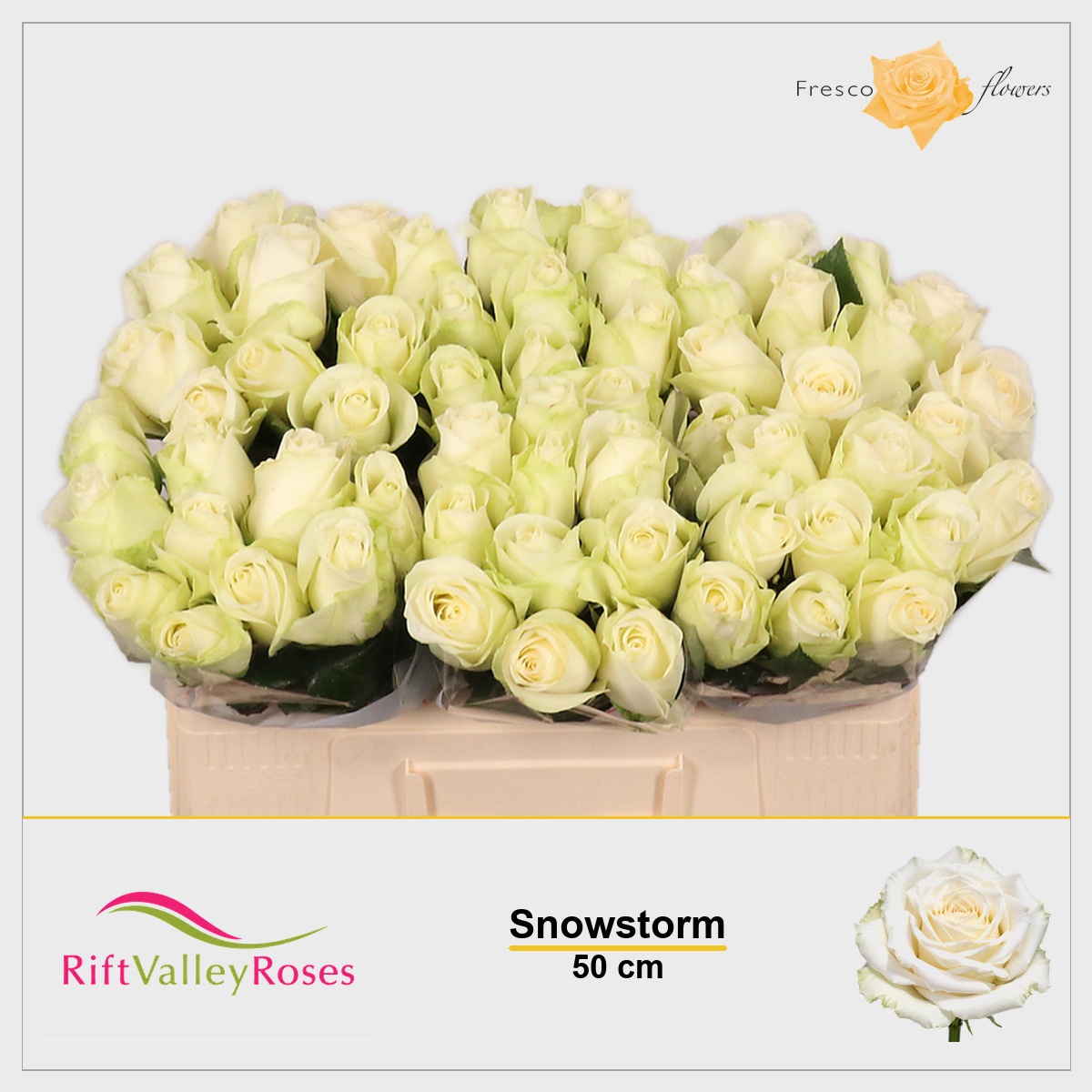 Rosa Snowstorm 50cm