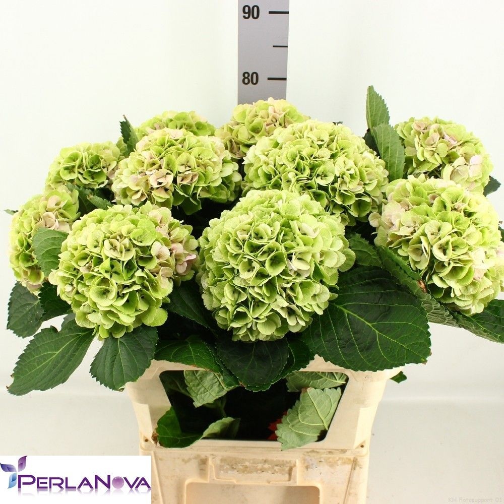 Hydrangea My Matcha Classic 80cm 20Ø