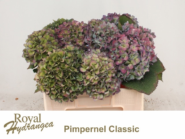 Hydrangea Pimpernel Classic 50cm 20Ø