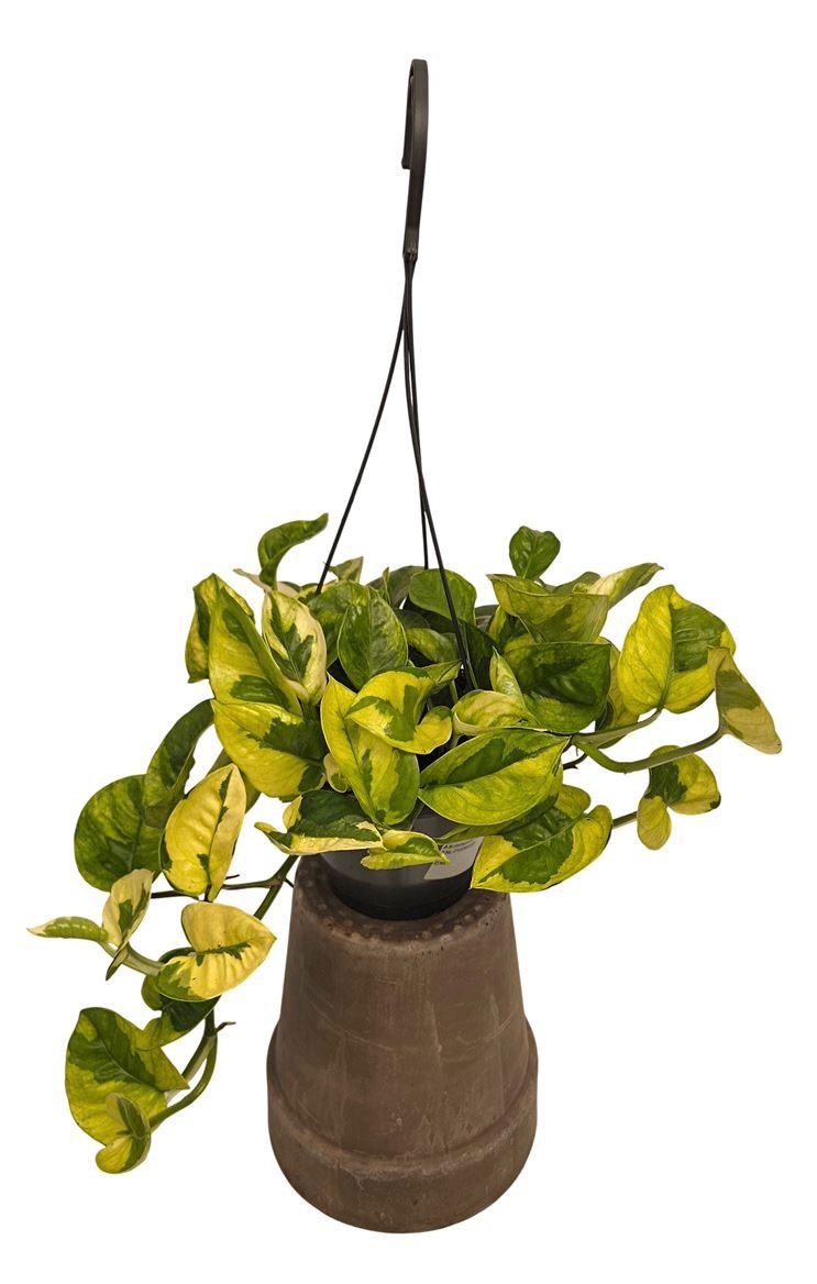 Epipr Lemon Joy 14Ø 30cm