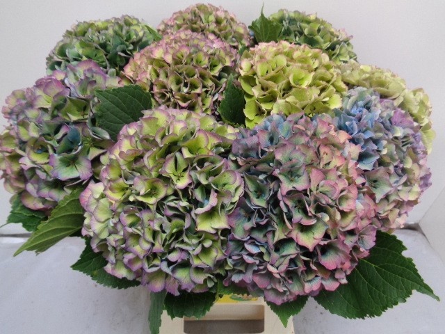 Hydrangea Royal Parade Classic 60cm 18Ø