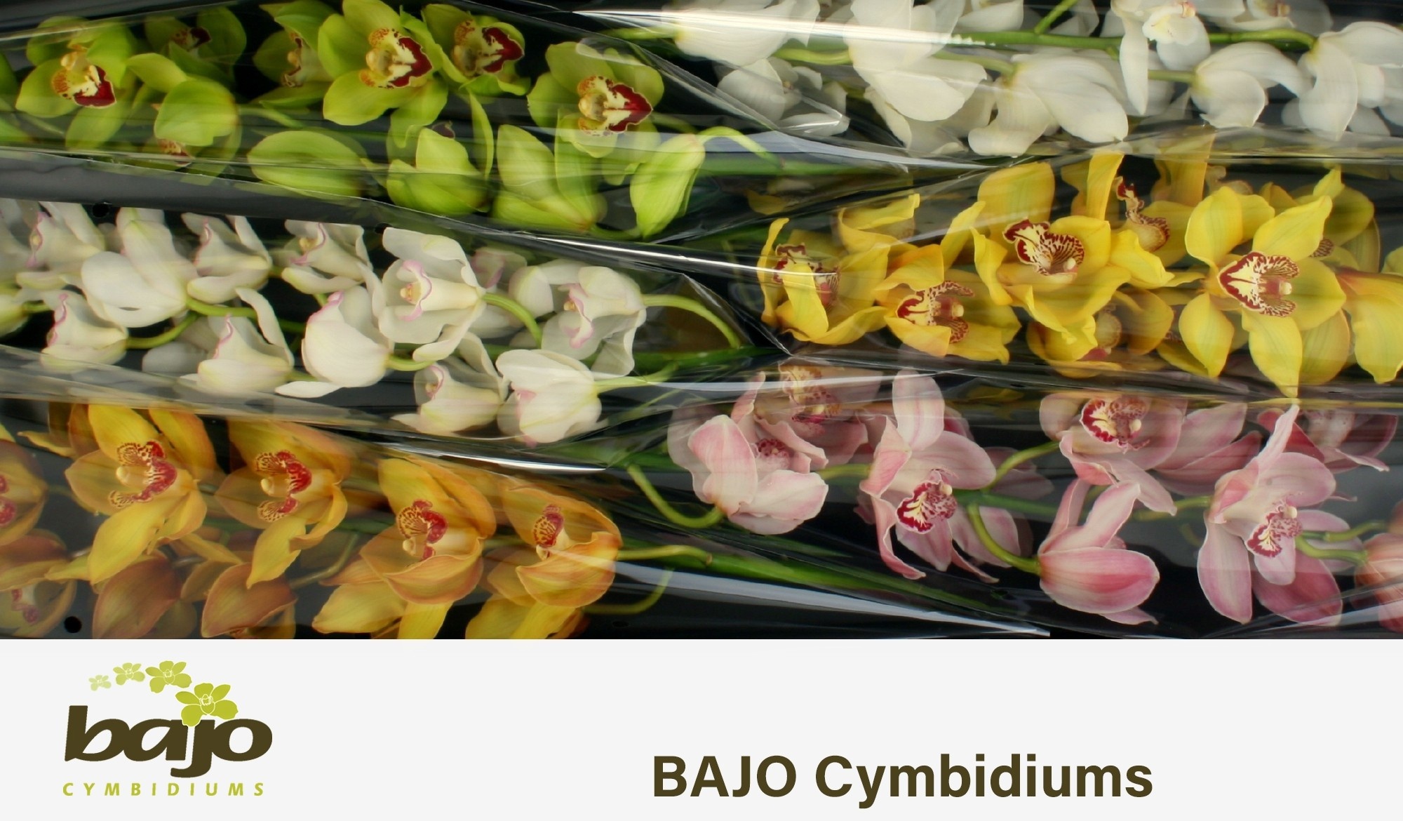Cymbidium Asst 11bl