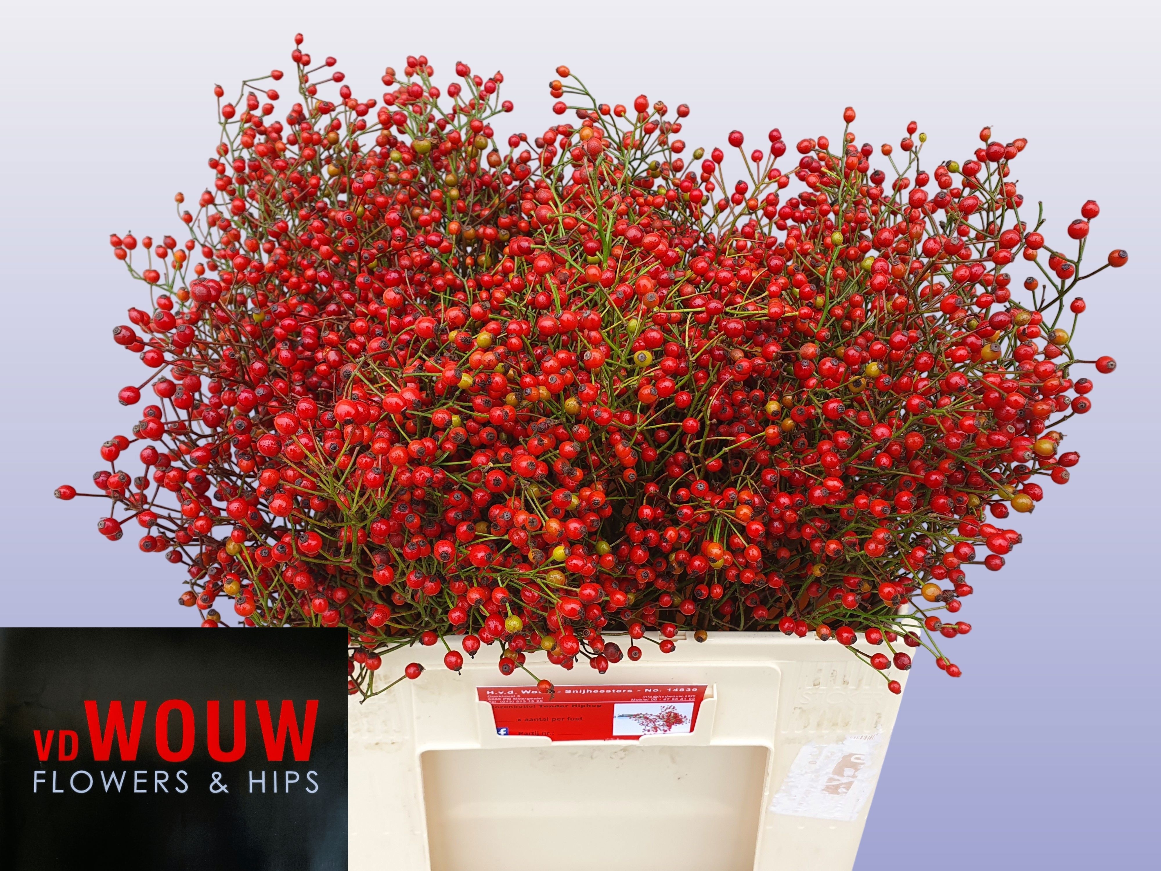 Rosa F Aut Splendor 50cm