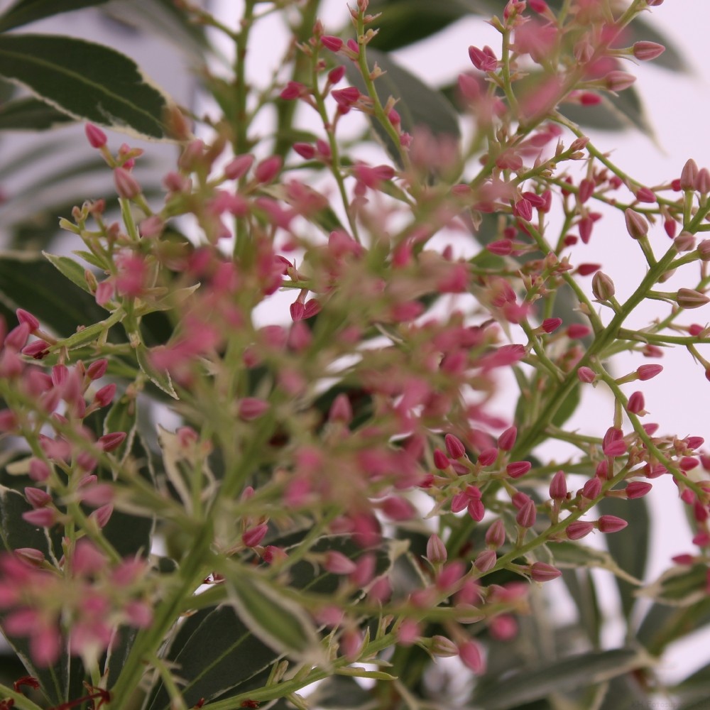 Picture of Pieris jap. 'Polar Passion'