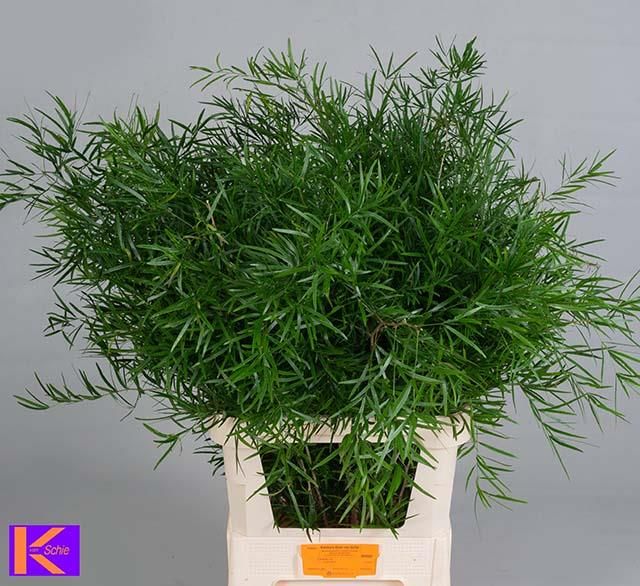 Asparagus Falcatus 80cm