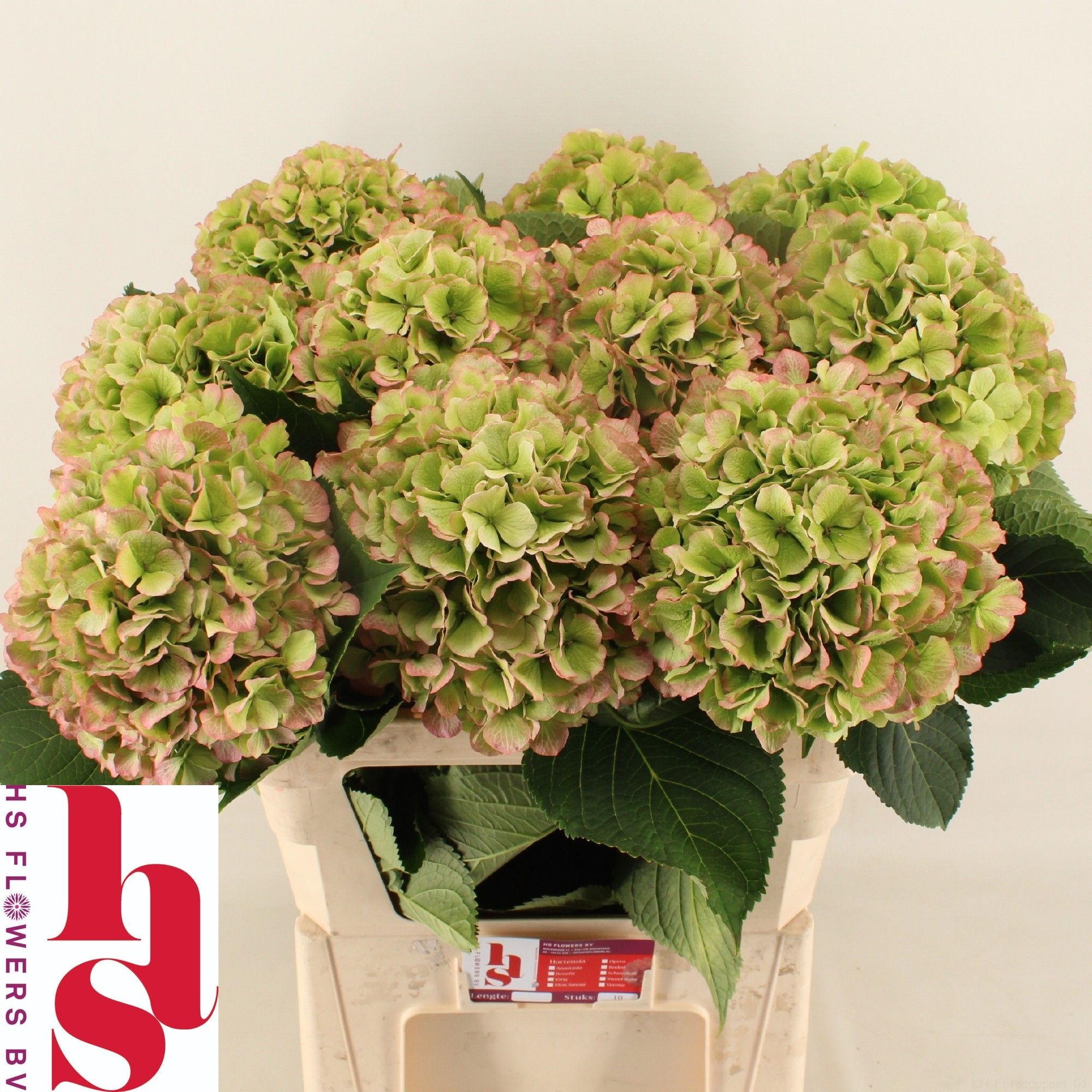 Hydrangea Verena Classic Red Green 80cm 22Ø
