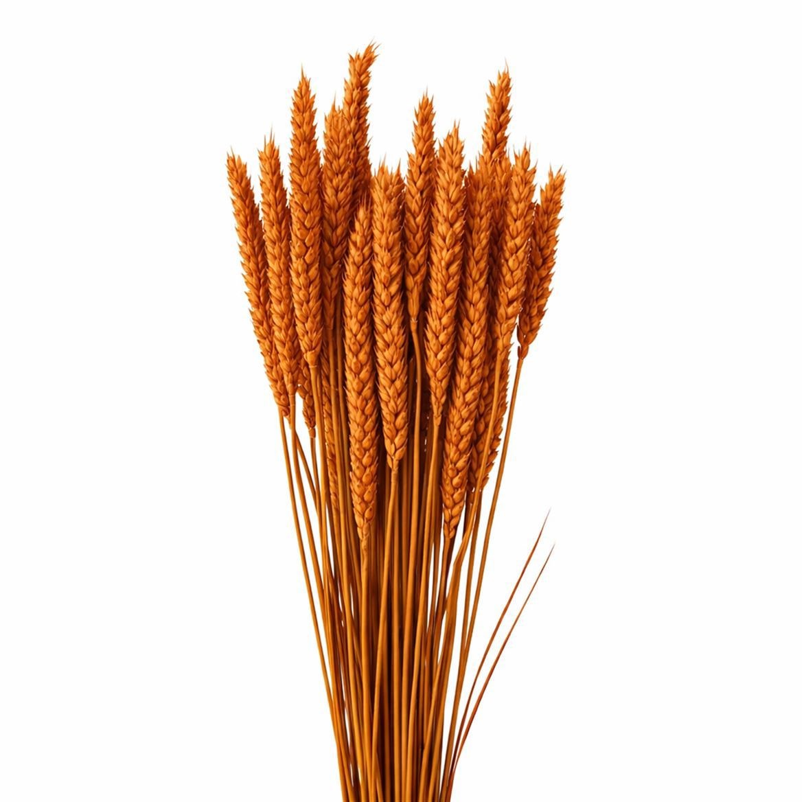 Dried/preserved Flowers Misc 60cm 200gram