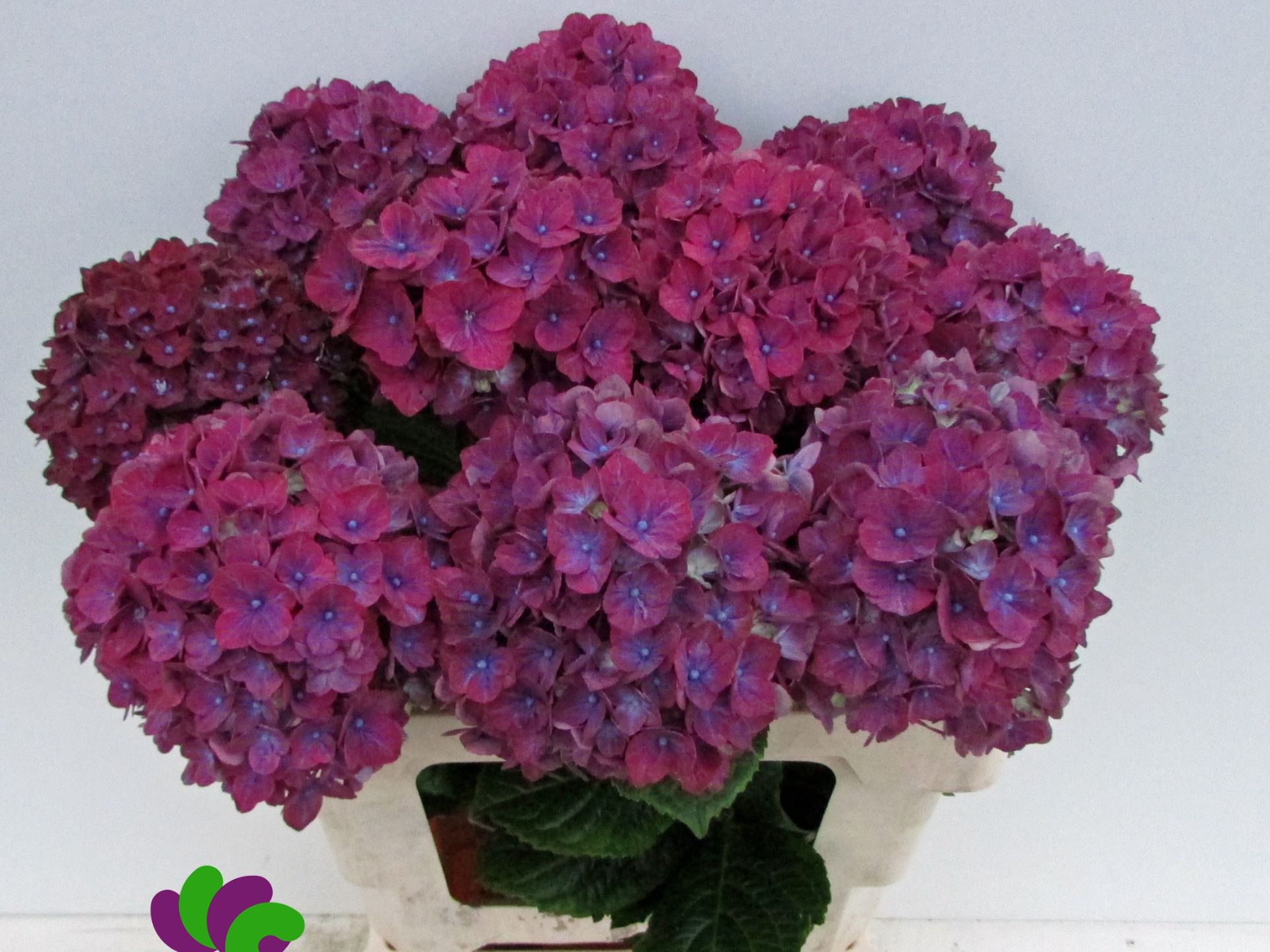 Hydrangea Amber 60cm 16Ø
