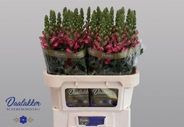 Antirrhinum Avignon Rose 70cm