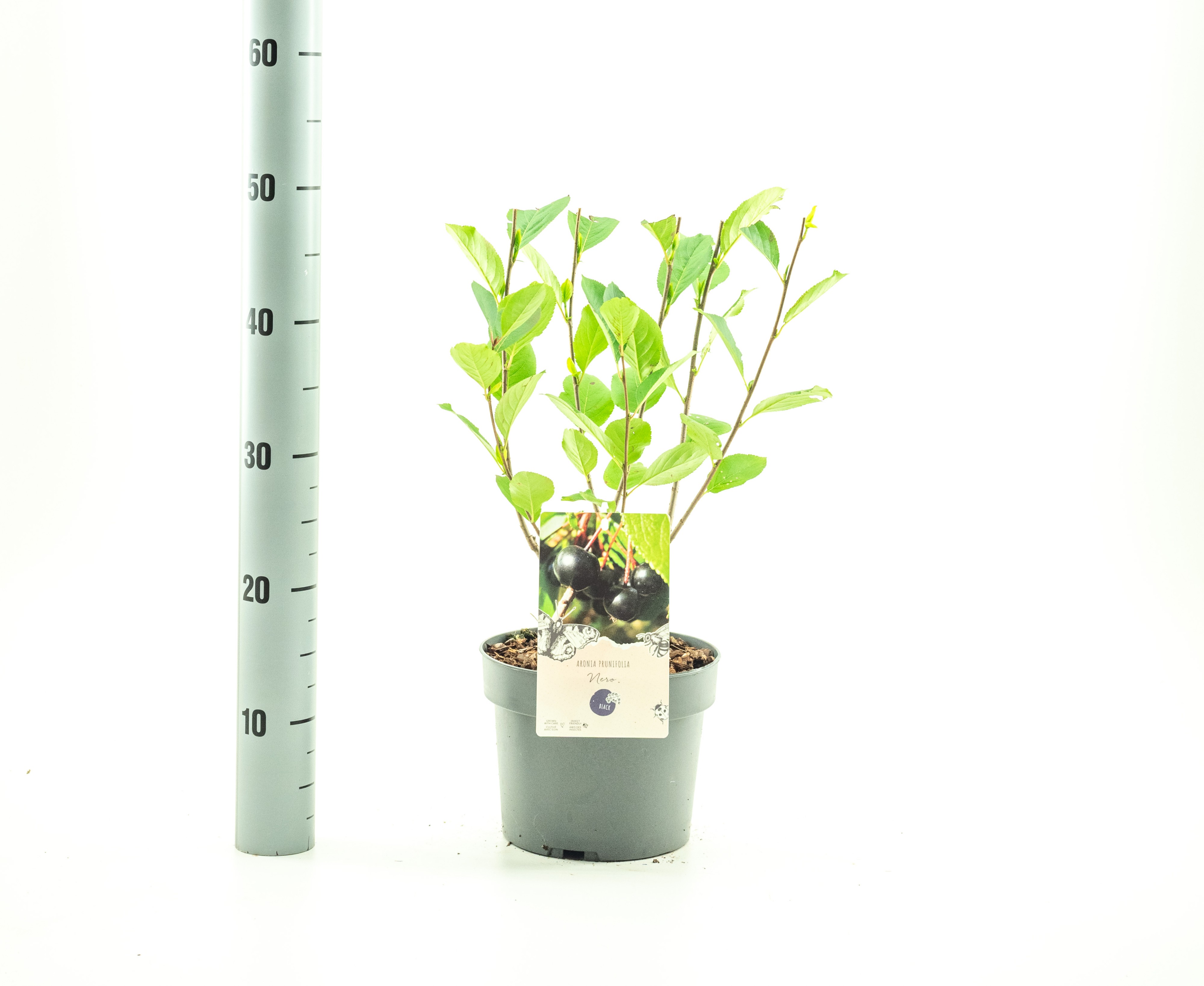 Picture of Aronia prunifolia Nero P19 (3 Ltr)