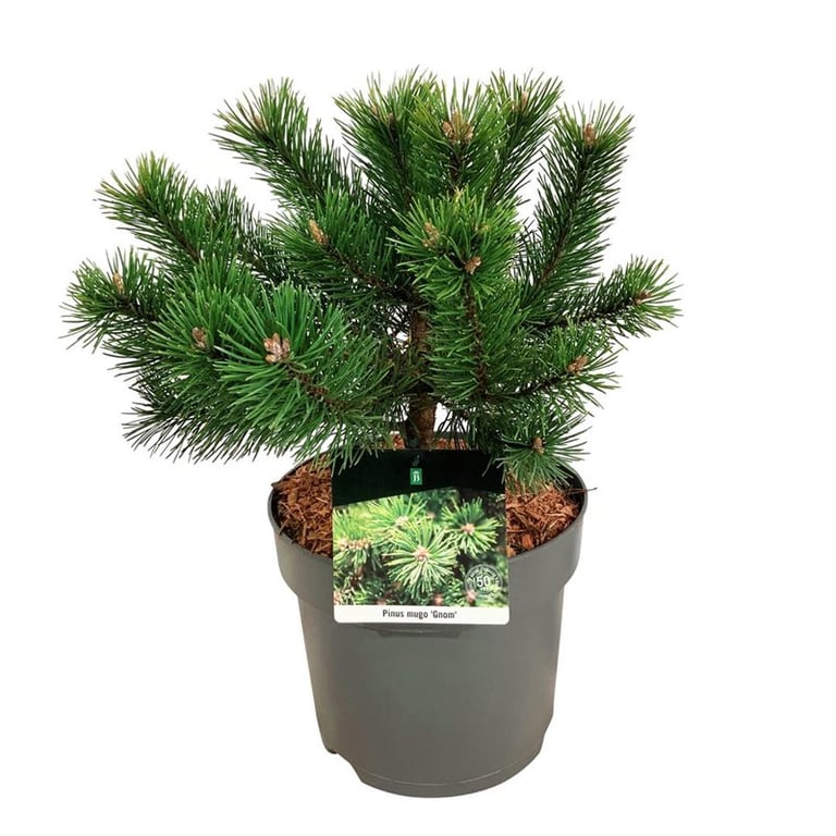 Picture of Pinus mugo 'Gnom'