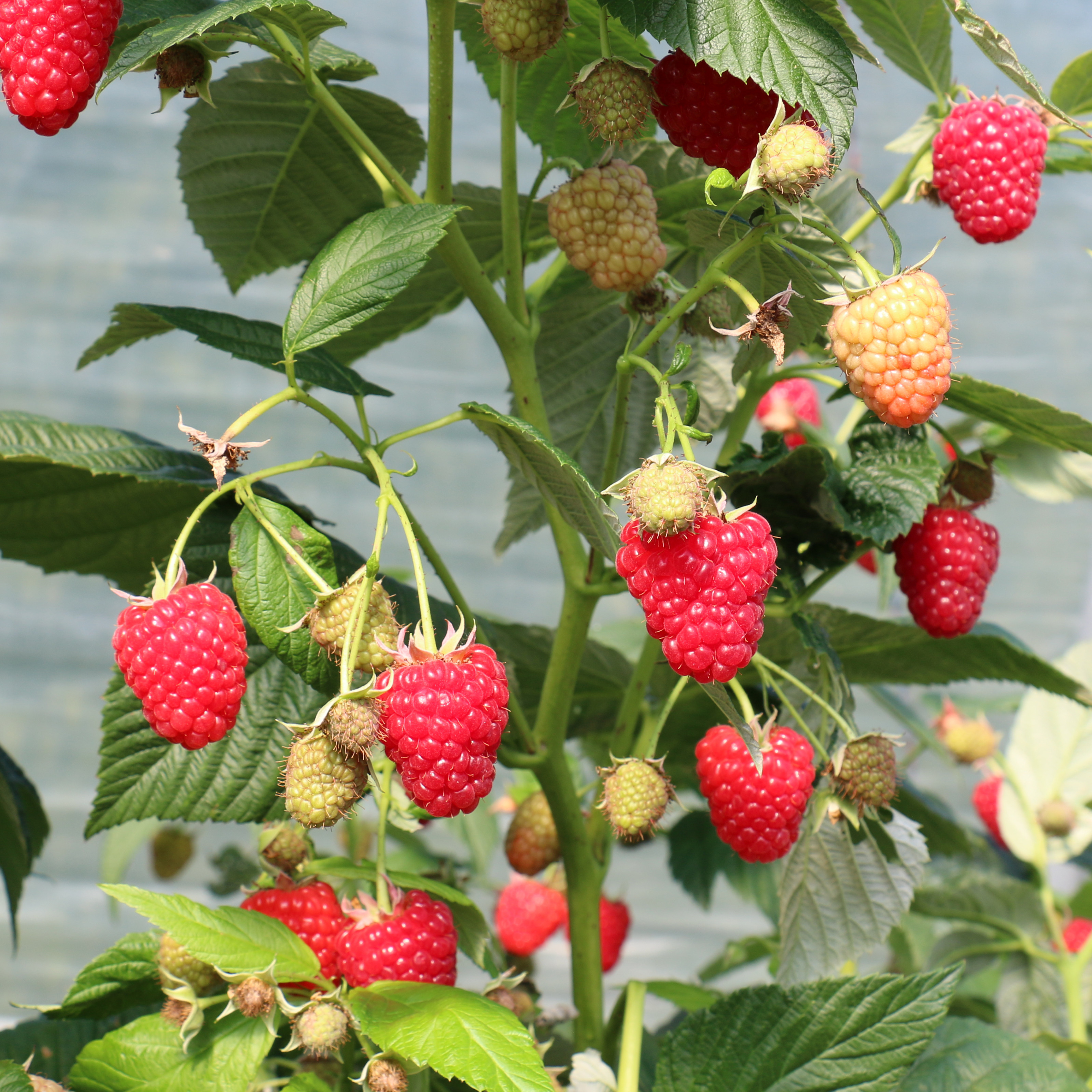 Rubus BIO Rubus idaeus 'Autumn Chef®'Primberry® DE-ÖKO-006