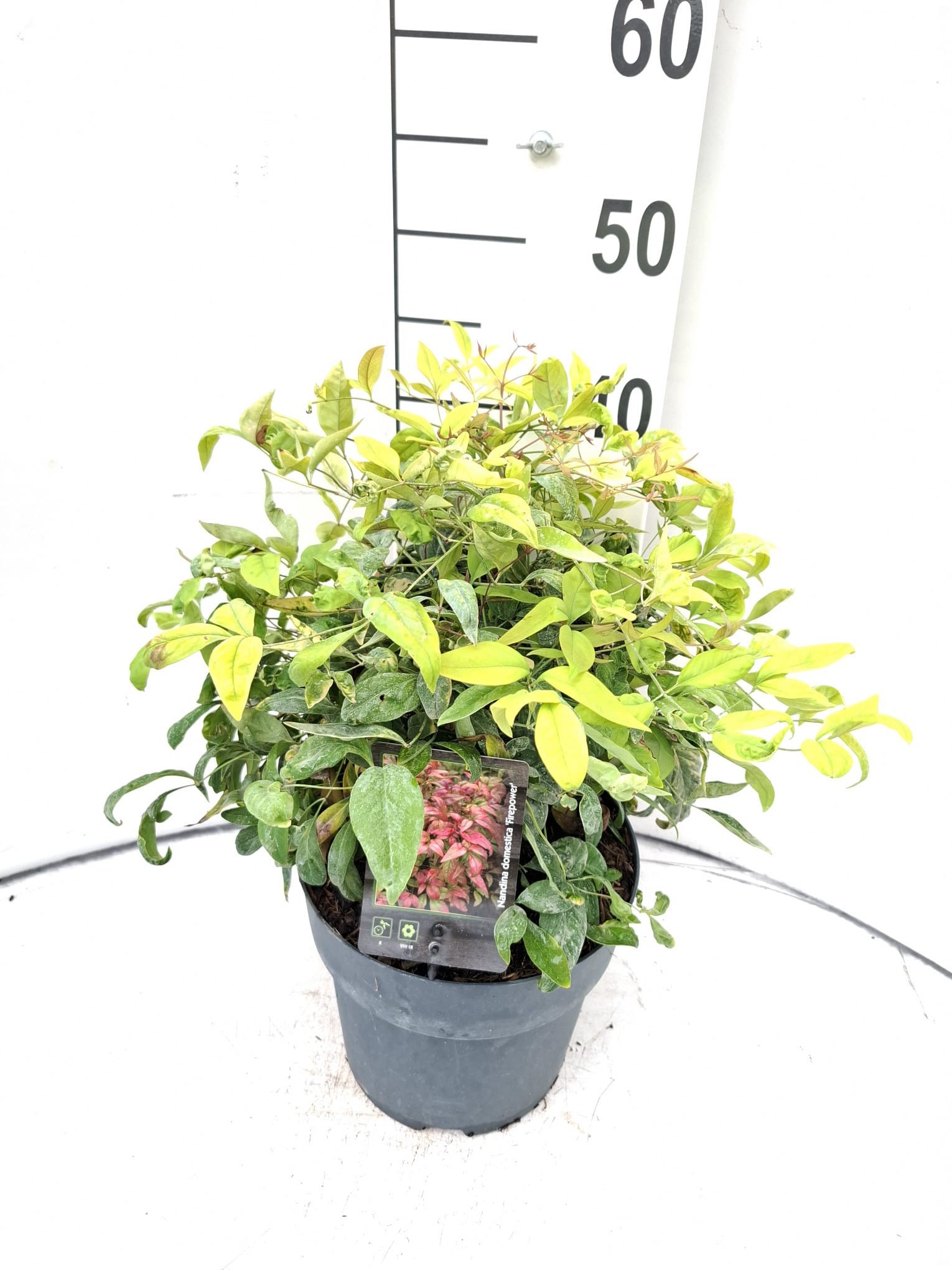 Nandina domestica 'Fire Power'