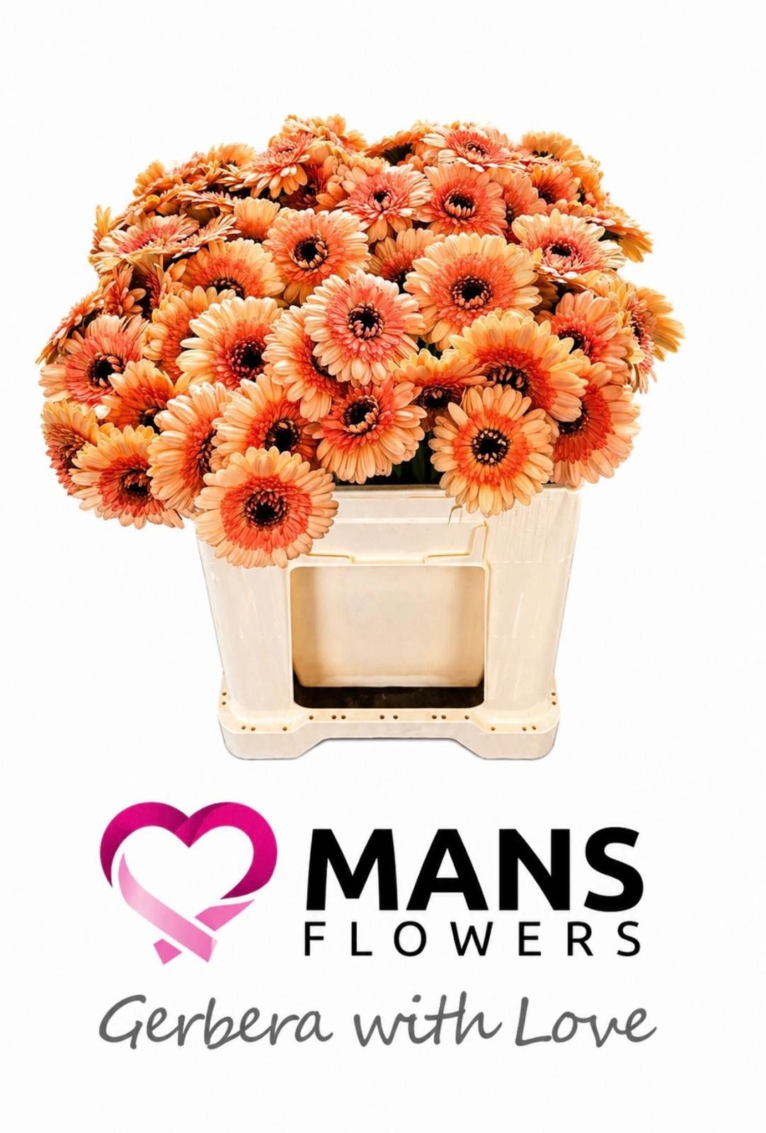 Gerbera Mini Oreo