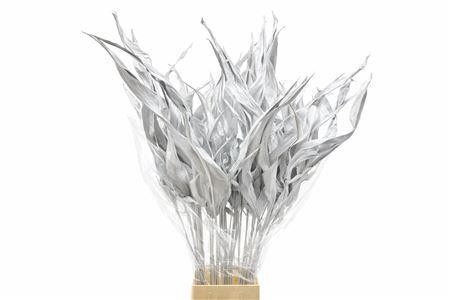 Dried/preserved Flowers Misc 70cm 15gram