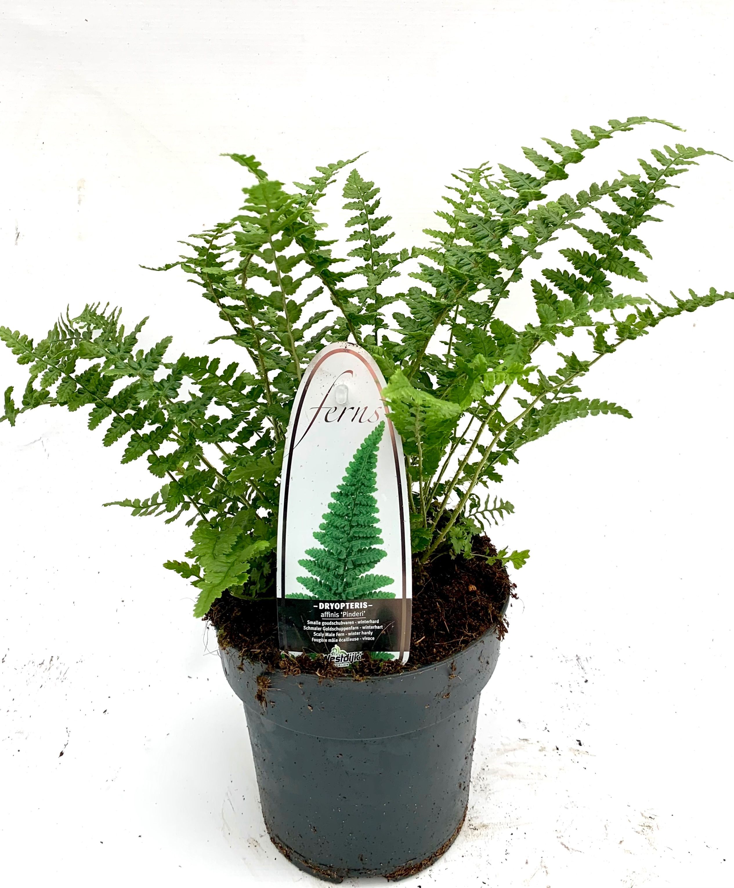 Dryopteris aff. Pinderi ES15