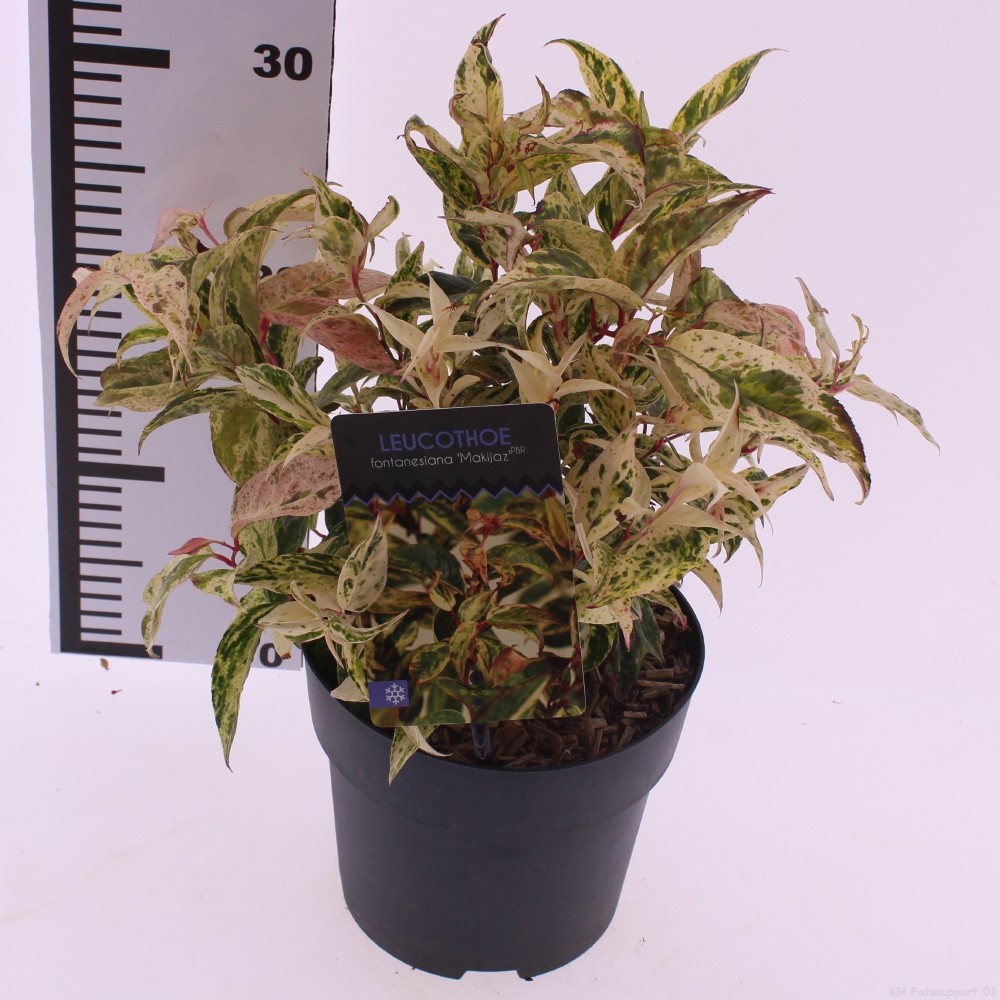 Picture of Leucothoe fontanesiana 'Makiejaz'