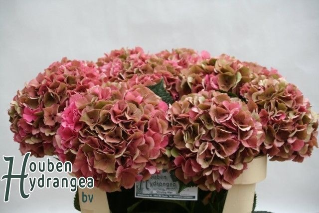 Hydrangea Glowing Alps Classic 80cm 21Ø