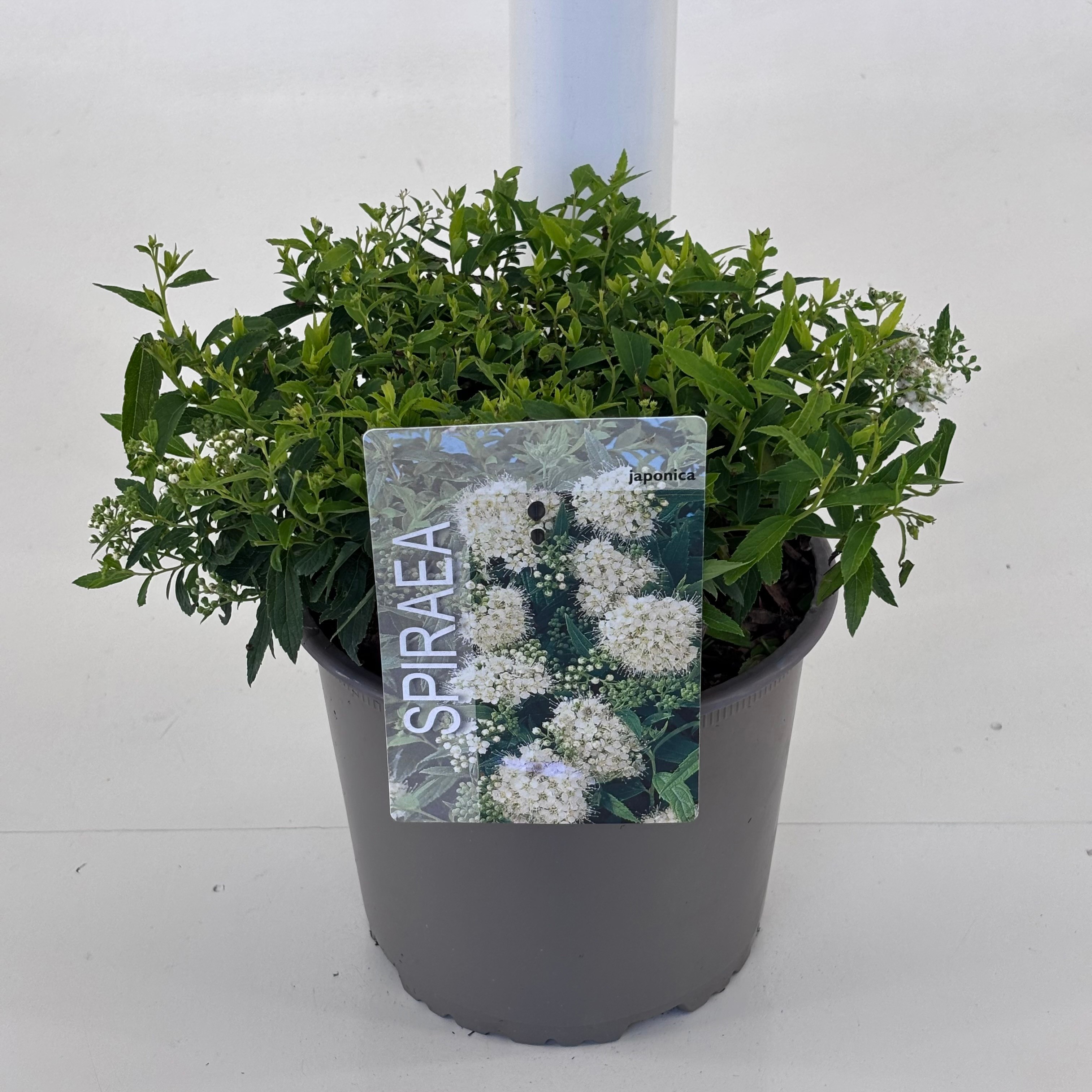 Spiraea japonica 'Albiflora'