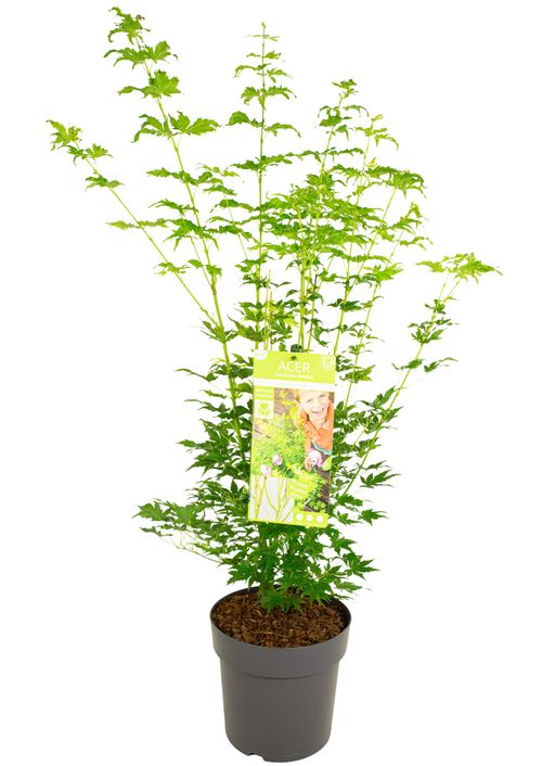 Acer palm. 'Going Green' p24 Son