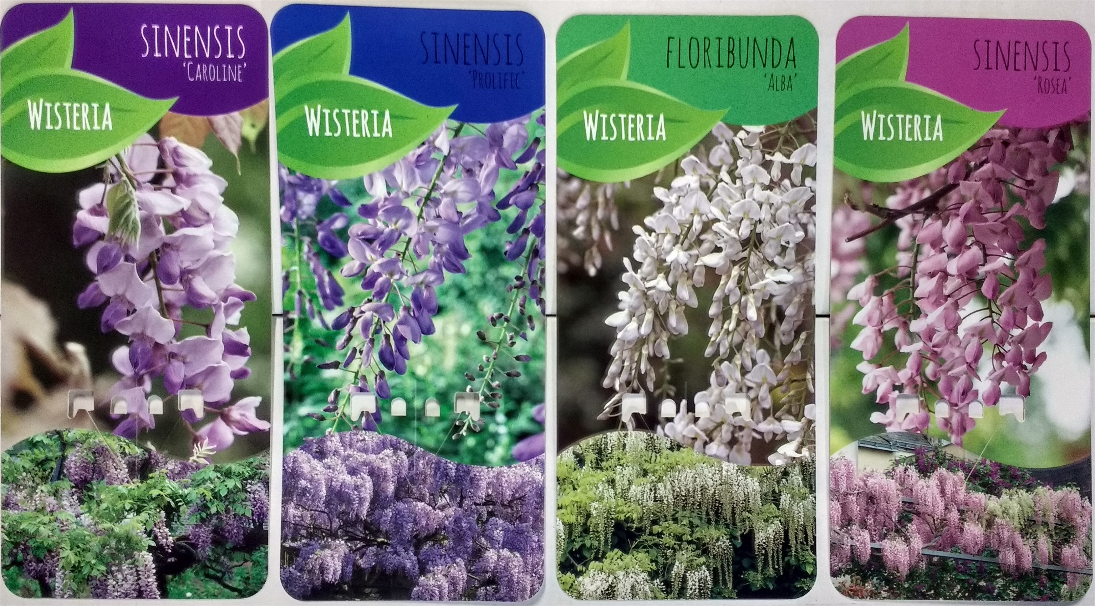 Picture of Wisteria Mix; Prolific, Rosea, Alba en Caroline (kopie)