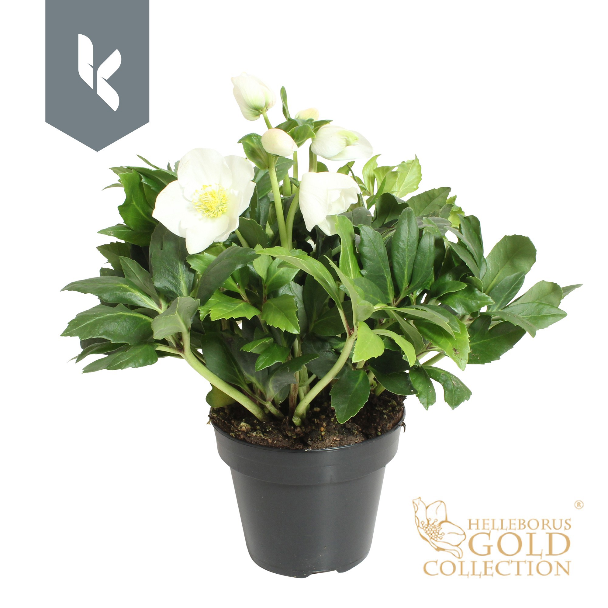 Helleborus HGC Helleborus Niger selectie zwart