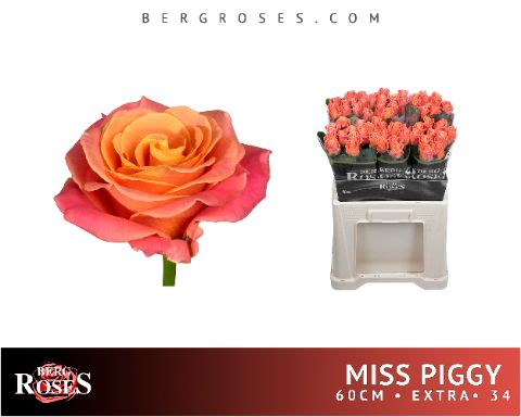 R Gr Miss Piggy+