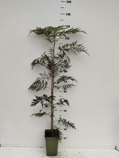Grevillea robusta