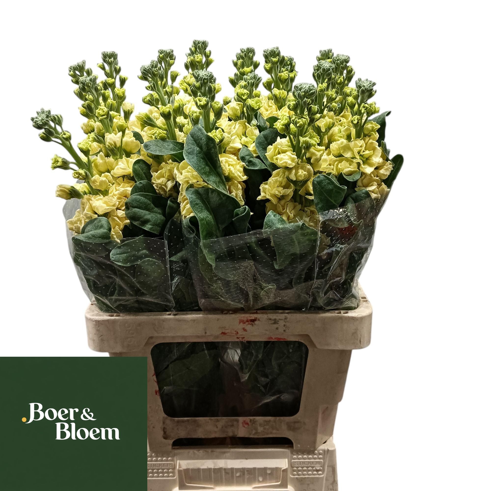 Matthiola Iron Yellow 70cm