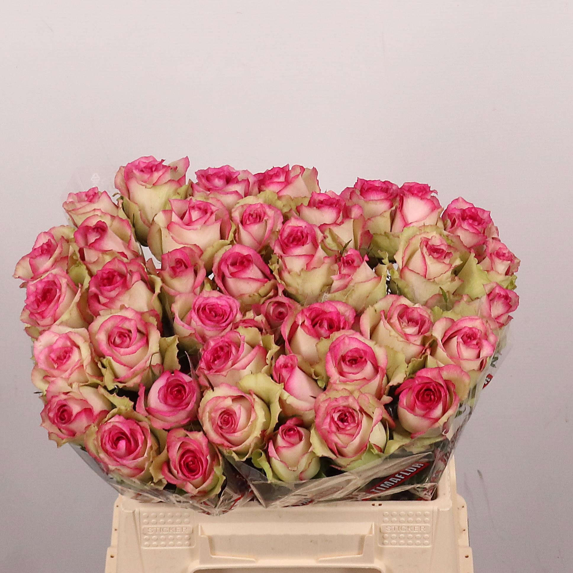Rosa Monique 40cm